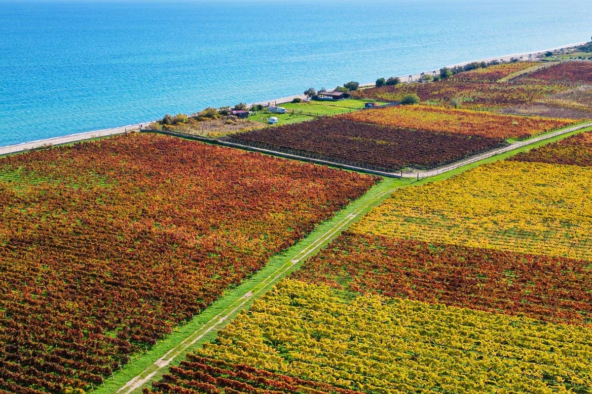 Perché il Cirò Classico Docg sarà un vanto per la Calabria (e per tutta l'Italia)